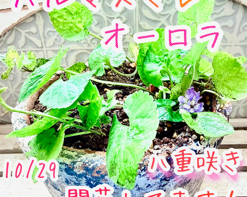 八重咲き　オーロラ　パルマスミレ　ニオイスミレ　苗　スミレ　花芽あり❣️ 開花中‼️ 八重咲き パルマスミレ ニオイスミレ オーロラ 苗 株分け