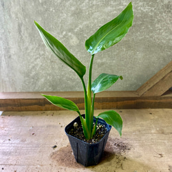 観葉植物 ペペロミア ホープ アートフラワー plant life 通販 8080647