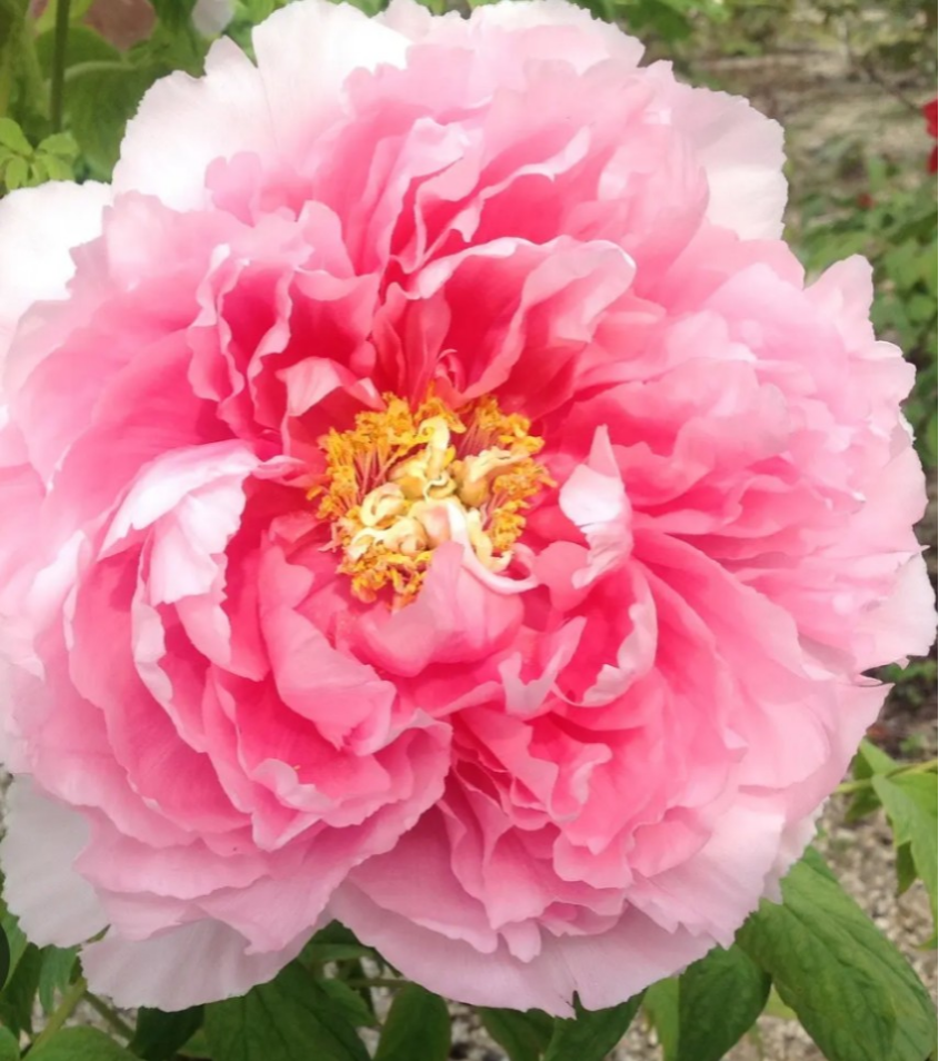 牡丹【宣陽門】白い花びらの中心が紫ピンクになる美しい品種