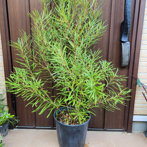 ボリューム大苗 ヘアピンバンクシア スピヌロサ 鉢植え 苗木 ワイルド