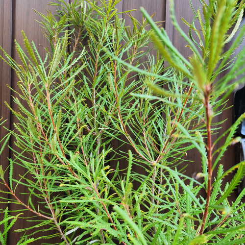 ボリューム苗　ヘアピンバンクシア　スピヌロサ　鉢植え　苗　ワイルドフラワー ボリューム大苗 ヘアピンバンクシア スピヌロサ 鉢植え 苗木 ワイルド