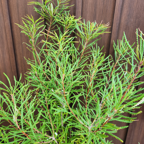 ボリューム大苗 ヘアピンバンクシア スピヌロサ 鉢植え 苗木 ワイルド