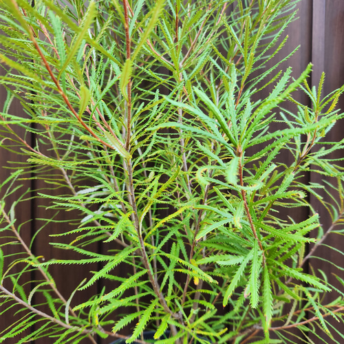 ボリューム苗　ヘアピンバンクシア　スピヌロサ　鉢植え　苗　ワイルドフラワー ボリューム大苗 ヘアピンバンクシア スピヌロサ 鉢植え 苗木 ワイルド