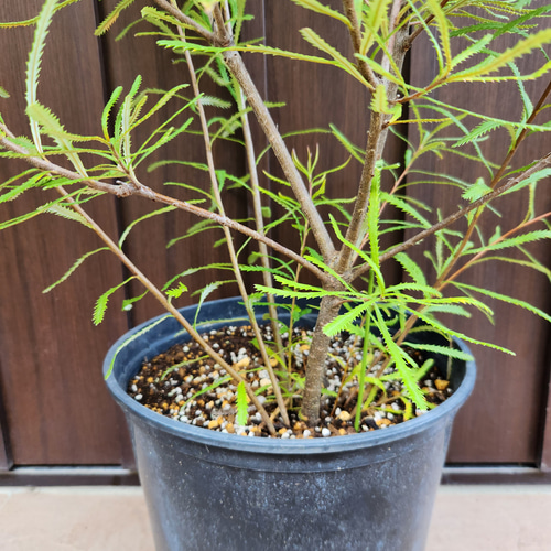 ボリューム苗　ヘアピンバンクシア　スピヌロサ　鉢植え　苗　ワイルドフラワー ボリューム大苗 ヘアピンバンクシア スピヌロサ 鉢植え 苗木 ワイルド