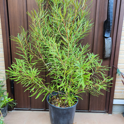 大株 ユッカロストラータ エアーポット鉢植え 苗 ロックガーデン