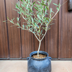 可愛い♪パールアカシア テラコッタ鉢植え ミモザ オージープランツ苗