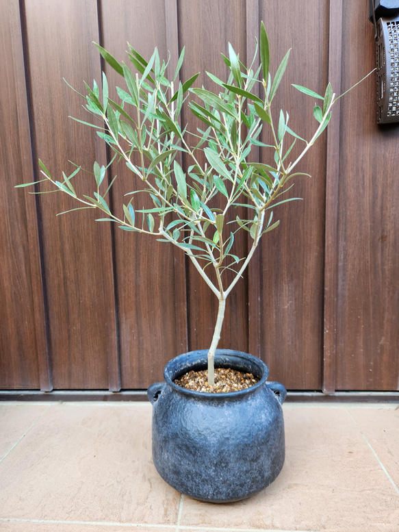 オリーブ エルグレコ ブラックテラコッタ鉢植え 苗 苗木 大きめ