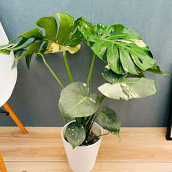 現品］【希少】5番 フィロデンドロン セローム ゴールドリーフ 観葉