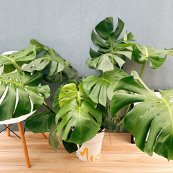 現品］95番 フィカス アルテシマ 曲がり 8号 観葉植物 室内 ゴムの木