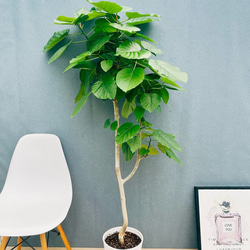 現品］95番 フィカス アルテシマ 曲がり 8号 観葉植物 室内 ゴムの木