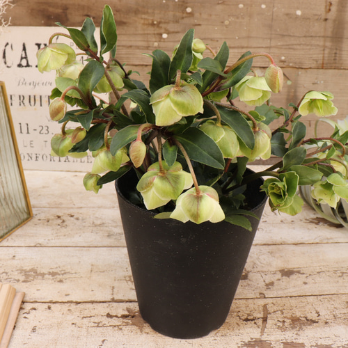 ウィンターベル♡希少♡クリスマスローズ♡小輪のベル咲き アート