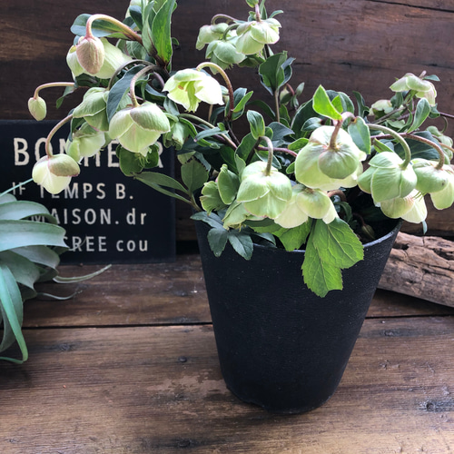 ウィンターベル♡希少♡クリスマスローズ♡小輪のベル咲き アート