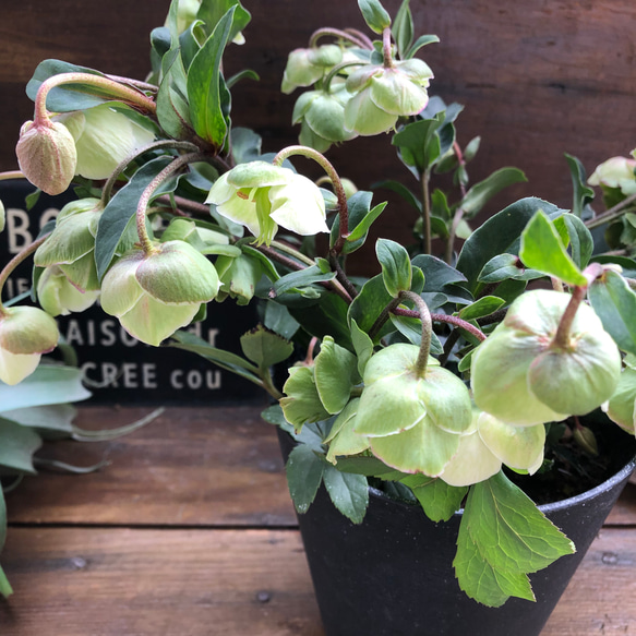 ウィンターベル♡希少♡クリスマスローズ♡小輪のベル咲き アート