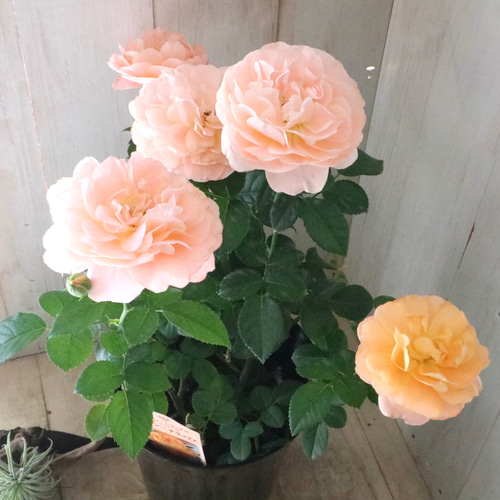 四季咲き性♡ミニバラ♡ジューシーテラッツァ♡鉢ごと♡ アート