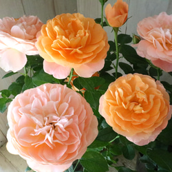 立派♡トキワマンサク♡七彩♡8寸鉢♡ アートフラワー nico flowers