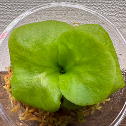 激レア】P. ridleyi Pakarangリドレイパカラン前葉体 胞子体［胞子培養