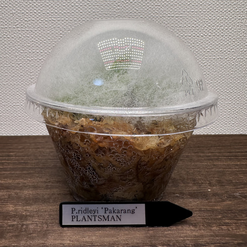 希少品種】P. ridleyi Pakarang リドレイ パカラン テラリウム