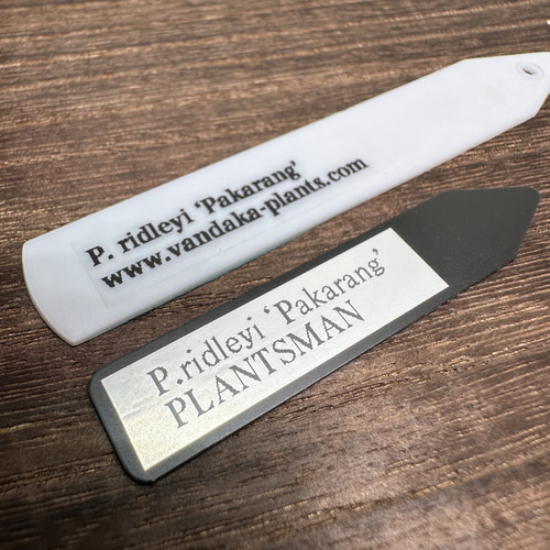 希少品種】P. ridleyi Pakarang リドレイ パカラン テラリウム