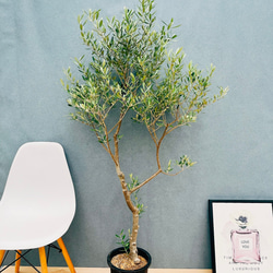 ［現品］97番　フィカス　ベンジャミン　8号　観葉植物　大型　室内　ゴムの木 現品］97番 フィカス ベンジャミン 8号 観葉植物 大型 室内 ゴムの木