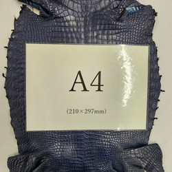 ワニ革 クロコ ヌメ・半艶マット ディープロイヤルブルー　No.C008760 8枚目の画像