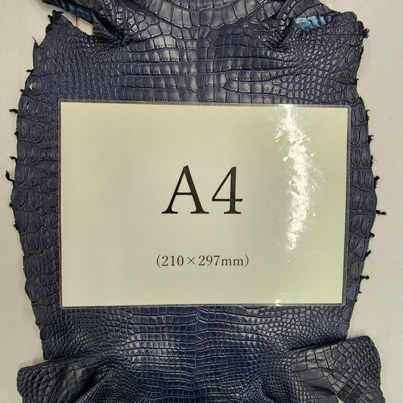 ワニ革 クロコ ヌメ・半艶マット ディープロイヤルブルー　No.C008760 8枚目の画像