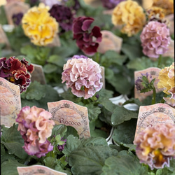 Ｉ可愛い♡パンジー♡モルゲンロート♡遊花♡３号♡ポットごと宅急便コンパクト E可愛い♡パンジー♡モルゲンロート♡遊花♡3号♡ポットごと宅急便