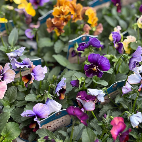 再販 ヌーヴェルヴァーグ 佐藤園芸さん その他素材 Comu＊Garden 通販
