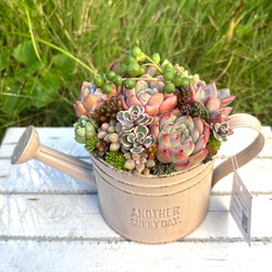 ブルークラウド エケベリア 多肉植物 抜き苗 根張り良好 元気苗 その他