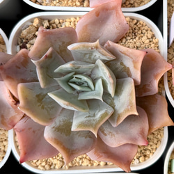 寄せ植えお買い得10種セット 韓国苗 多肉植物 その他素材 プクニク