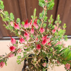 ボリューム大苗 パールアカシア テラコッタ鉢植え ミモザ 苗 オージー