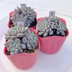 多肉植物 ピンクリップスティック 韓国苗 多肉植物 pariʚ