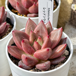 新入荷 多肉植物 エケベリア スノーピーチ 超美苗 レア種 多肉植物