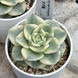 多肉植物 エケベリ 黒魔王 超美苗 レア種 多肉植物 kimizuenta29 新品