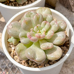 大人気 多肉植物 エケベリア ブルーベリー 超美苗 レア種 多肉植物