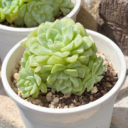 多肉植物 エケベリ ホワイトスワン 超美苗 レア種 多肉植物