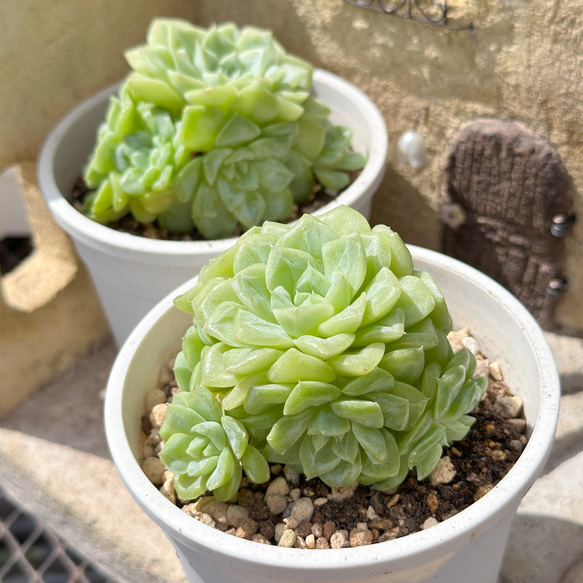 多肉植物 エケベリ ホワイトスワン 超美苗 レア種 多肉植物