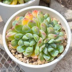 多肉植物 エケベリ ピーチスアンドクリーム錦 超美苗 レア種 多肉植物