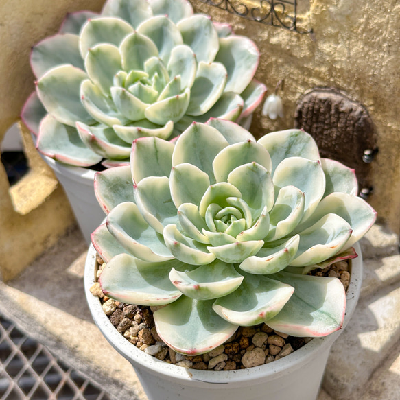 多肉植物 エケベリ ピーチスアンドクリーム錦 超美苗 レア種 多肉植物