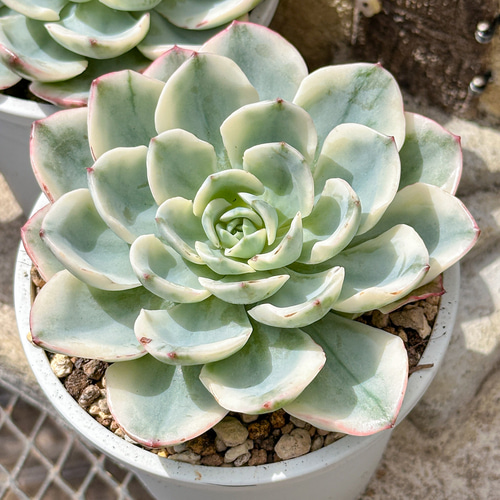 多肉植物 エケベリ ピーチスアンドクリーム錦 超美苗 レア種 多肉植物