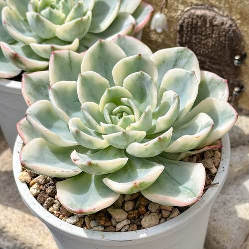 多肉植物 エケベリ ピーチスアンドクリーム錦 超美苗 レア種 多肉植物