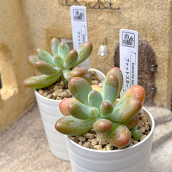多肉植物 エケベリ キャッツアイ 超美苗 レア種 多肉植物 kimizuenta29