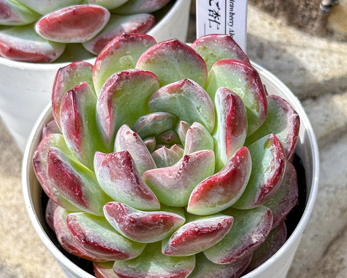 多肉植物 エケベリ いちご杏仁 超美苗 レア種 多肉植物 kimizuenta29