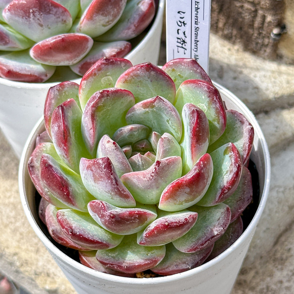 多肉植物 エケベリ いちご杏仁 超美苗 レア種 多肉植物 kimizuenta29