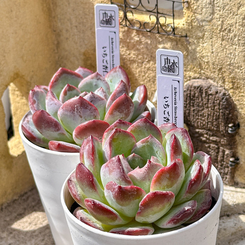 多肉植物 エケベリ いちご杏仁 超美苗 レア種 多肉植物 kimizuenta29