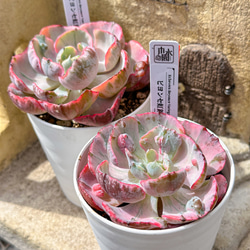 大人気 多肉植物 エケベリア キュートバブル群生 超美苗 レア種 多肉