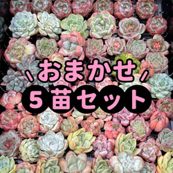 大人気 多肉植物 エケベリア ピンクジェニー 超美苗 レア種 多肉植物