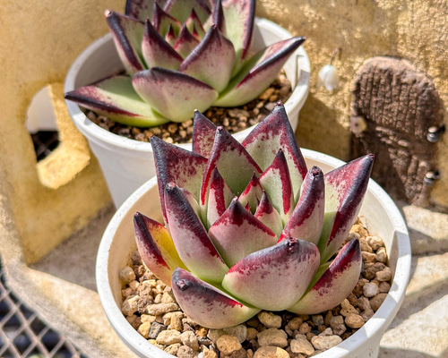 ✨レア✨️ PH-BLACK オリジナルラベル付き ペキヘミアロエ 多肉植物 多肉植物 エケベリ 黒魔王 超美苗 レア種 多肉植物 kimizuenta29 新品