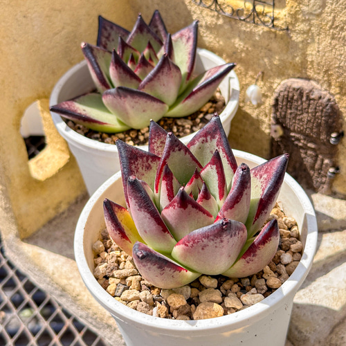 多肉植物 エケベリ 黒魔王 超美苗 レア種 多肉植物 kimizuenta29 新品