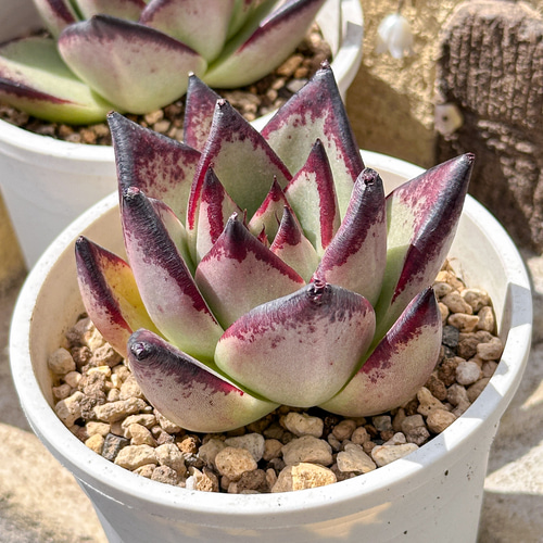 多肉植物 エケベリ 黒魔王 超美苗 レア種 多肉植物 kimizuenta29 年末