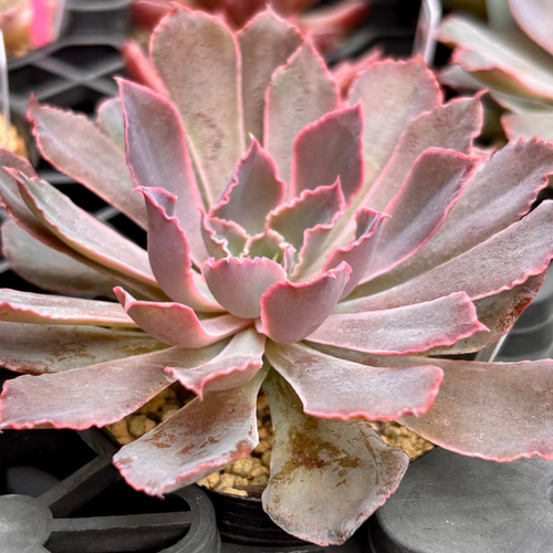 シャビアナトリュフ エケベリア 韓国苗 多肉植物 多肉植物 プクニク